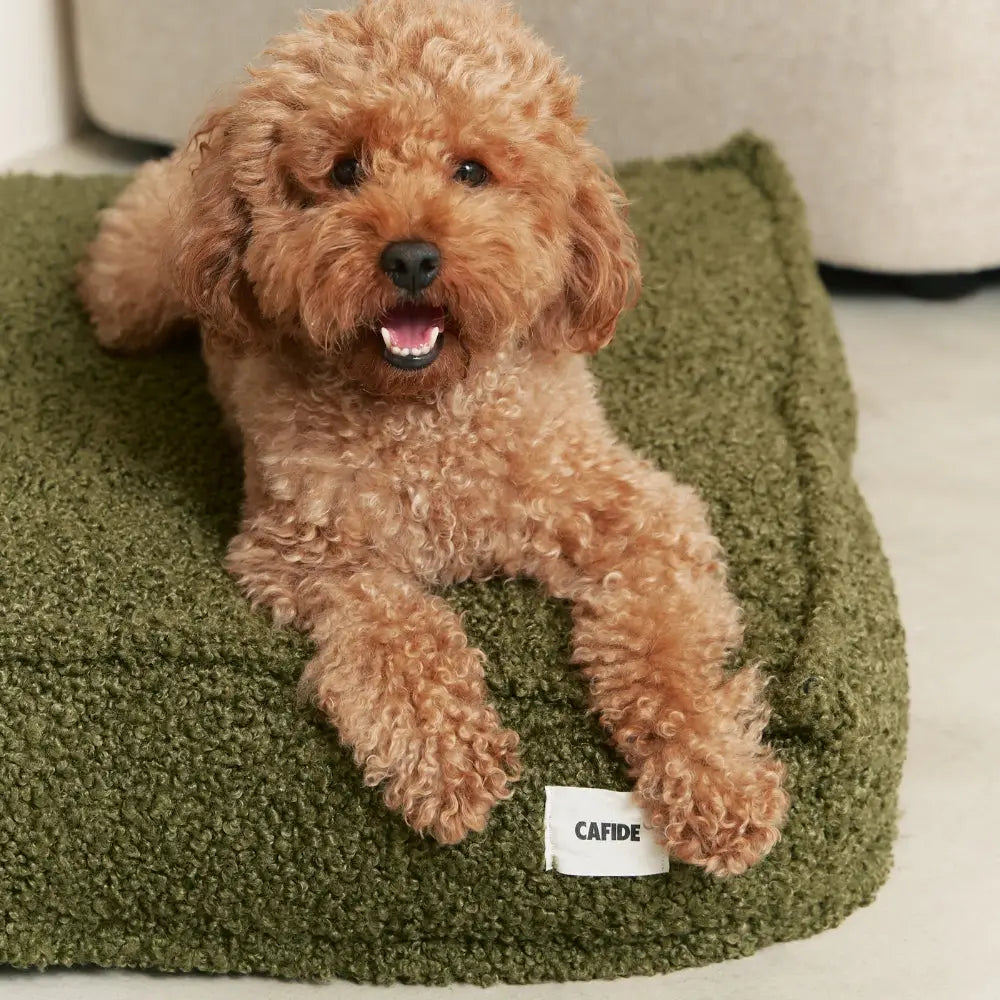 Cafide Hundeseng – Aftagelig & Vaskbar i Grøn Teddy-stof (Cuadra)