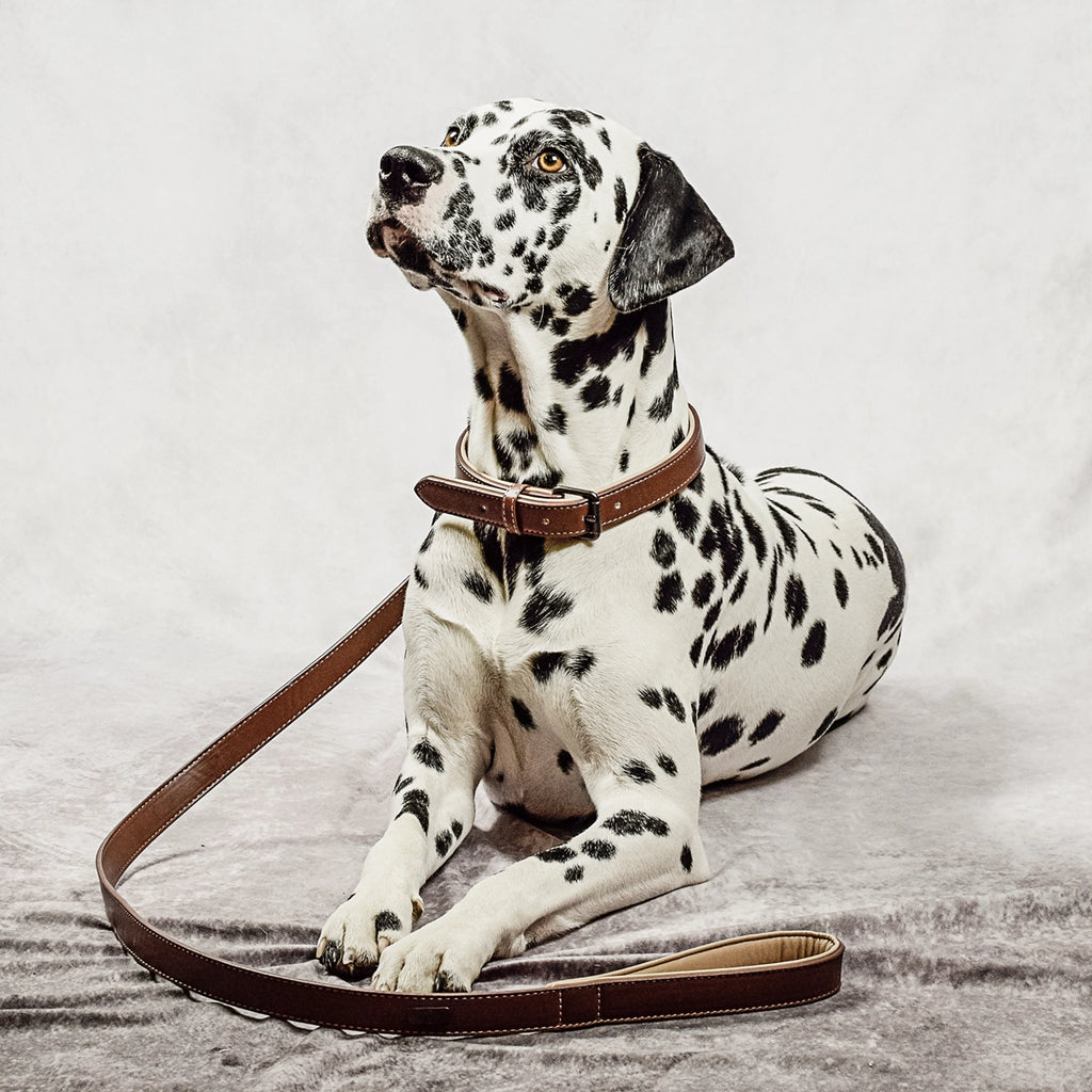 Halsbånd og Line Sæt – Vegansk Læder med Polstring & Fast Håndtag