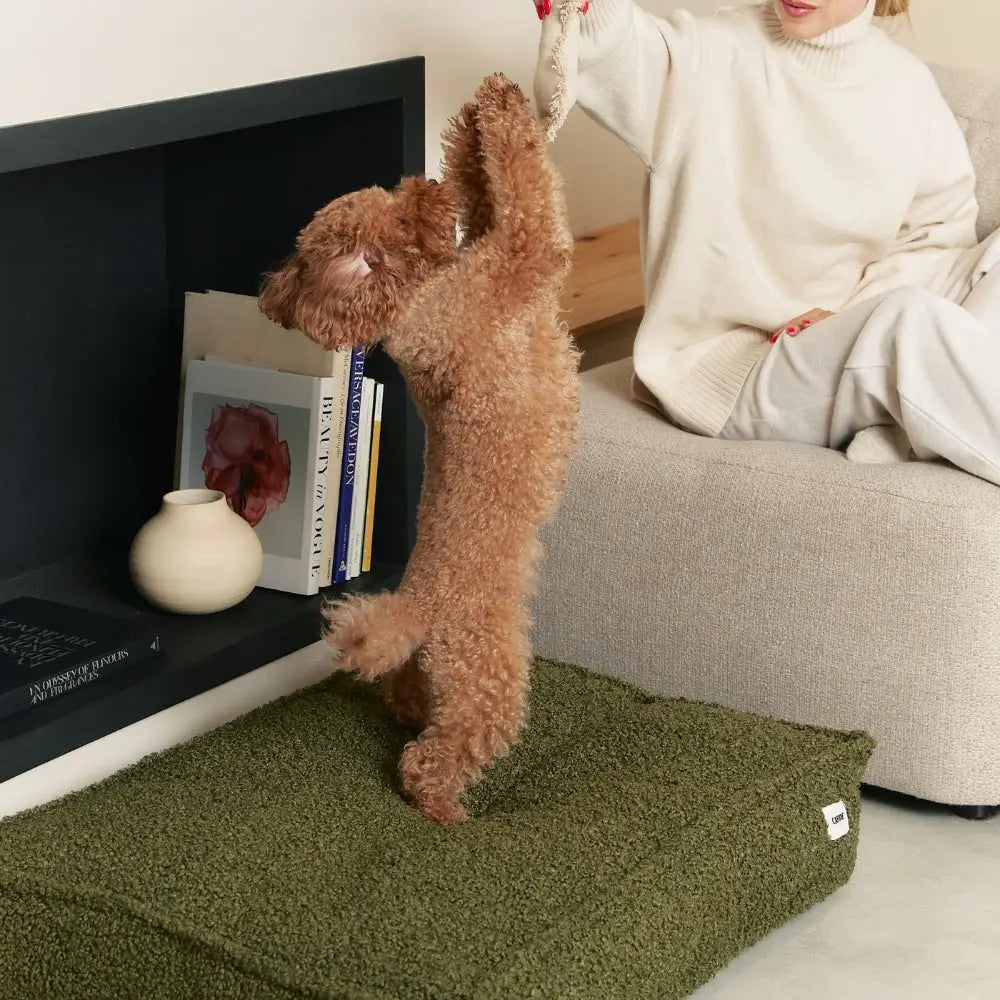 Cafide Hundeseng – Aftagelig & Vaskbar i Grøn Teddy-stof (Cuadra)